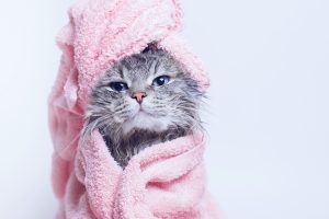 Duchar o bañar a tu gato