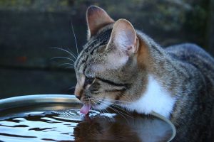 gato a beber más agua
